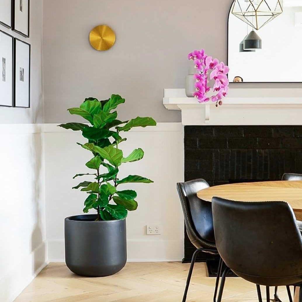 Phelan Brass Minimalist Wall Lamp-Neutral Decor